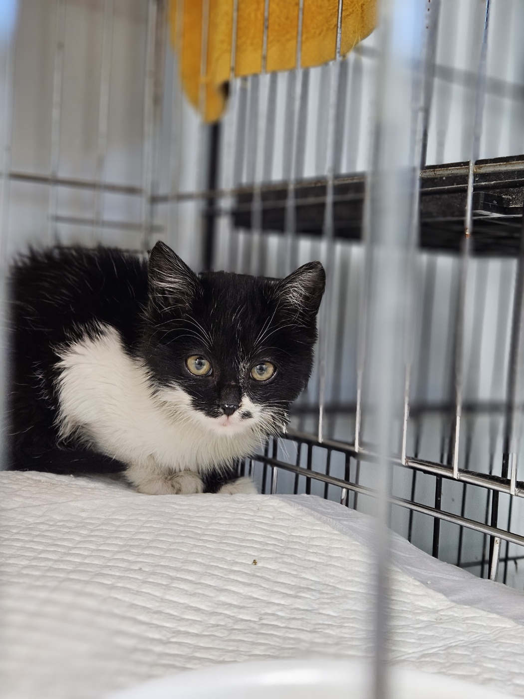 아산동물복지지원센터_444452202402494